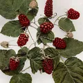 Loganberry, nota de perfume