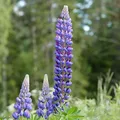 Lupin perfume note
