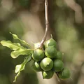 Macadamia, nota de perfume