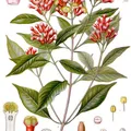 Madagascar Cloves, nota de perfume