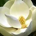 Magnolia, nota de perfume