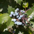 Mahonia, nota de perfume