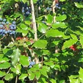 Mahonial, nota de perfume