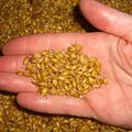 malt, nota de perfume