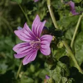 Malva, nota de perfume