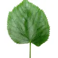 mandarin leaf, nota de perfume
