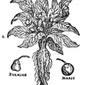 Mandrake perfume note