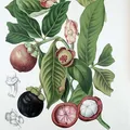 Mangosteen, nota de perfume