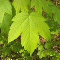 maple, nota de perfume