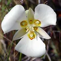 Mariposa Lily, nota de perfume