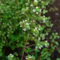 marjoram, nota de perfume