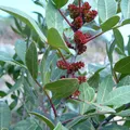 Mastic or Lentisque, nota de perfume
