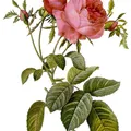 Rosa de mayo, nota de perfume