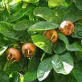 Medlar, nota de perfume