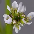Reseda, nota de perfume