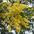 Mimosa, nota de perfume