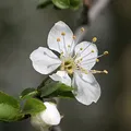 Mirabelle Plum, nota de perfume