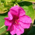 mirabilis, nota de perfume