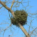 Mistletoe als Duftnote