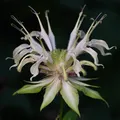 Monarda perfume note