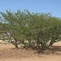 Mopane als Duftnote