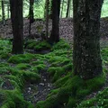 Moss, nota de perfume