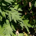 Mugwort, nota de perfume