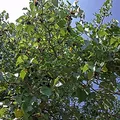 mulberry, nota de perfume