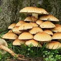 mushroom, nota de perfume