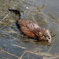 Muskrat, nota de perfume