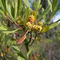 Myrica perfume note