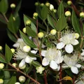 myrtle, nota de perfume