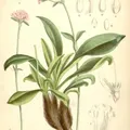 Nard, nota de perfume