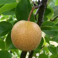 Nashi Pear, nota de perfume