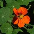 Nasturtium, nota de perfume