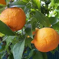 Neroli, nota de perfume