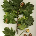oak, nota de perfume