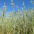 Oat perfume note