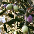 Olive, nota de perfume