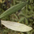 Olive Leaf, nota de perfume