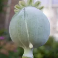 Opium, nota de perfume
