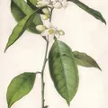 Flor de azahar, nota de perfume