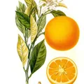 Orange Oil, nota de perfume