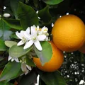 Orangewood, nota de perfume