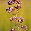Oregano, nota de perfume