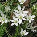 Ornithogalum, nota de perfume