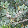 Osmanthus, nota de perfume