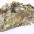 Oysters perfume note
