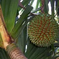 Pandanus, nota de perfume