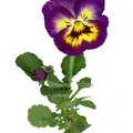 Pansy, nota de perfume